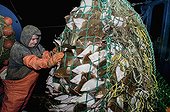 Fisherman aboard dragger hauls in net full of Fishes - USA