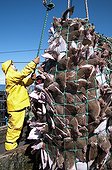 Fisherman aboard dragger hauls in net full of Fishes - USA