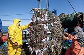 Fishermen aboard dragger hauls in net full of Fishes - USA