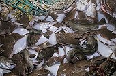 Bycatch of Yellow Tail Flounder and Atlantic Cod on deck