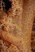 Branches of Prickly Alcyonarian Coral - Red Sea