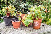 Overwintering of tuberous begonia in a garden ; Remove plants from pot, to store in wintertime