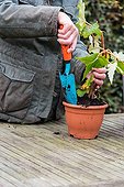 Overwintering of tuberous begonia in a garden ; Remove plants from pot, to store in wintertime