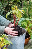 Overwintering of tuberous begonia in a garden ; Remove plants from pot, to store in wintertime