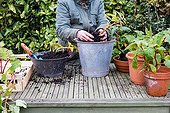 Overwintering of tuberous begonia in a garden ; Remove plants from pot, to store in wintertime