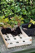 Overwintering of tuberous begonia in a garden ; Remove plants from pot, to store in wintertime