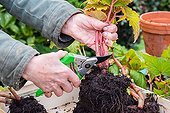 Overwintering of tuberous begonia in a garden ; Remove plants from pot, to store in wintertime.<br><br>Prunning of flower stem before drying