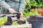 Overwintering of tuberous begonia in a garden ; Remove plants from pot, to store in wintertime.<br><br>Prunning of flower stem before drying