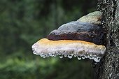 Red Banded Polypore on a trunk - Schwarzwald Germany