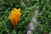 Yellow stagshorn on moss - Schwarzwald Germany