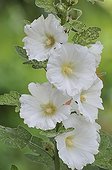 Rose trémière blanche en fleurs - France