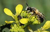 Male Solitary Bee and female Mining Bee on Mustard flower