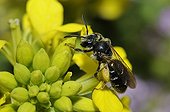Short-fringed Mining-bee on Mustard flower - Northern Vosges