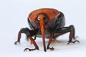Red palm weevil in studio