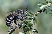 Digger Bee (Amegilla albegina) grooming on a twig - Ardeche France