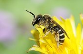 Female Sweat Bee on Hawk Beard flower - Northern Vosges