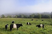 Galloway Cows in meadow - Northern Vosges France