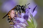 Solitary Bee on flowers - Northern Vosges France