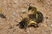 Mining Bees mating on sand - Northern Vosges France