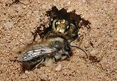 Mining Bees in galery - Northern Vosges France