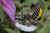 Leaf-cutting bee on Restharrow - Northern Vosges France ; collecting pollen on its ventral brush while foraging nectar