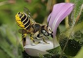 Mégachile sur fleur de Bugrane - Vosges du Nord France ; Mégachile actionnant le mécanisme de la fleur pour récolter le pollen avec les pattes arrières tout en butinant le nectar