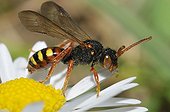 Nomad Bee on Lawndaisy flower - Northern Vosges France