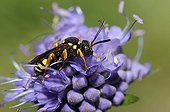 Black-backed Nomad Bee on Sheep's-bit - Northern Vosges