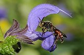 Nomad Bee on Sage flower - Northern Vosges France
