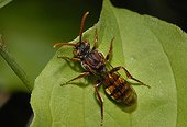 Panzer's Nomad Bee on a leaf - Northern Vosges France