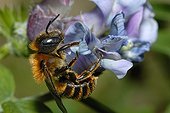 Gold-fringed Mason Bee on Vetch flower - Northern Vosges