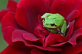 Mediterranean tree frog on a rose in a garden