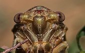 Common cicada portrait just after molt
