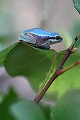 Rainette verte de couleur bleue sur une feuille