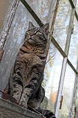 Chat tigré assis devant une serre de jardin
