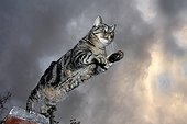 Chat tigré sautant d'un mur