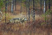 Grey wolf walking in wetlands in Eastern Finland