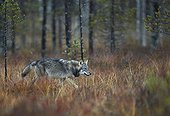 Grey wolf in wetlands in Eastern Finland