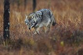 Grey wolf in wetlands in Eastern Finland