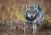 Grey wolf in wetlands in Eastern Finland