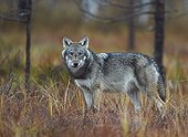 Grey wolf in wetlands in Eastern Finland