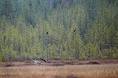 Grey wolf and common ravens in wetlands in Eastern Finland