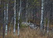 Grey wolf and Eurasian magpie in wetlands - Eastern Finland