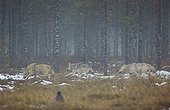 Grey wolves going out of the woods - Oulu - Finland