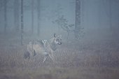 Grey wolf walking in heavy fog - Oulu - Finland