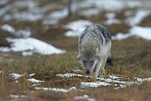 Grey wolf cub walking - Oulu - Finland