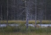 Grey wolf cub beside a pound - Oulu - Finland