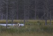 Grey wolf cub beside a pound - Oulu - Finland