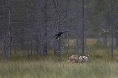 Grey wolf cub and common raven - Oulu - Finland