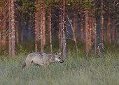 Grey wolf in a clearing - Oulu - Finland